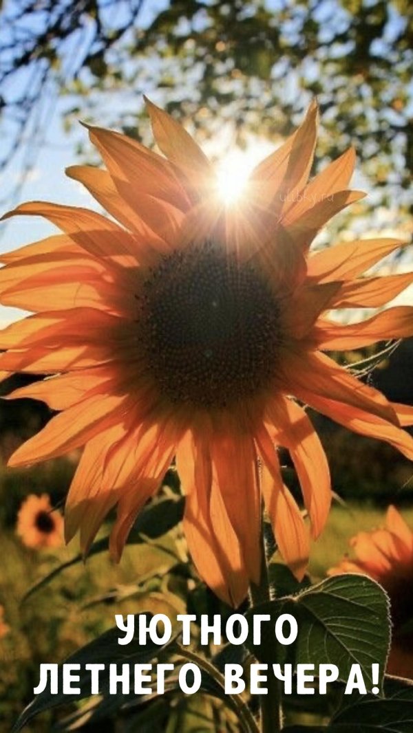 уж дышит август сентябрем