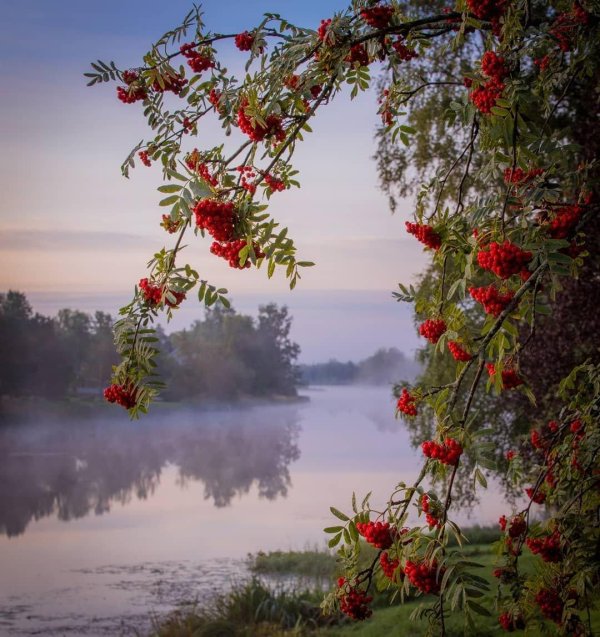 куст рябины