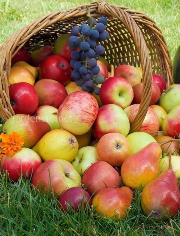 урожай фруктов