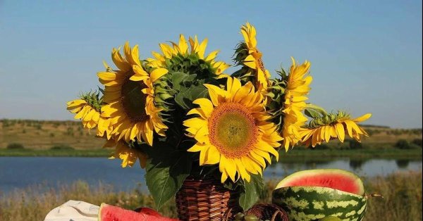 гибрид подсолнечника лимагрейн