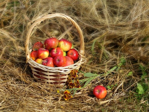 яблочный спас яблоня