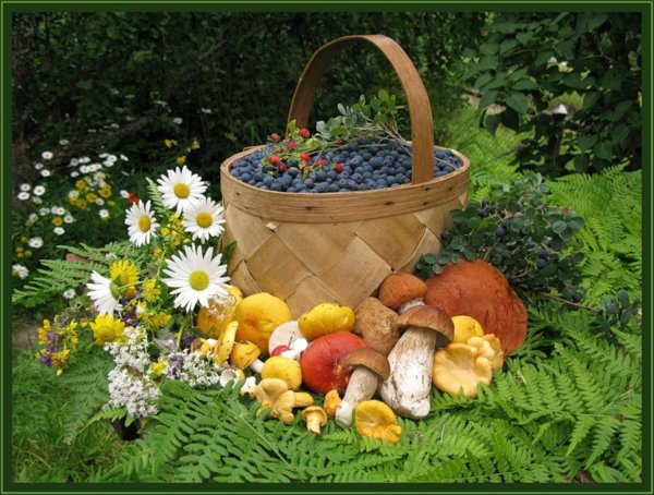 летние дары природы