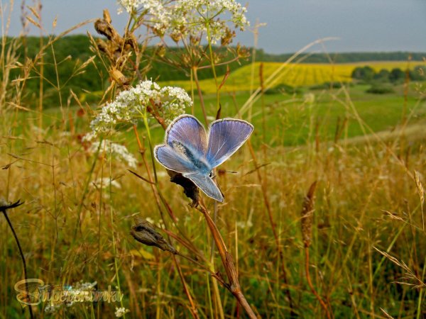 голубянка алькон