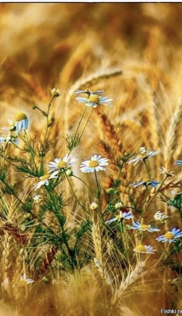 уходило лето