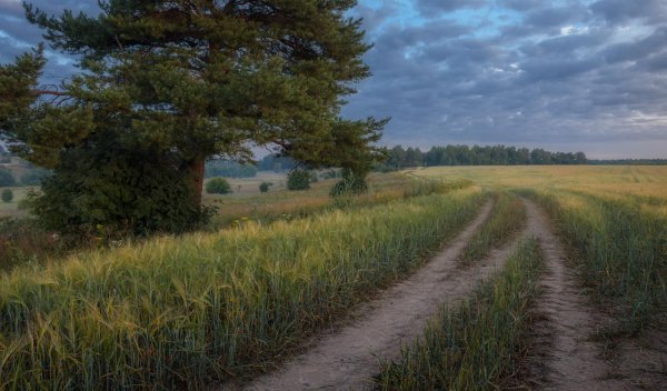 сельская проселочная дорога