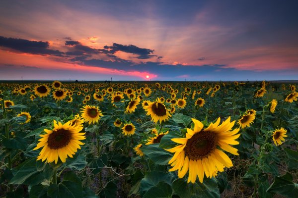 украина подсолнуховые поля