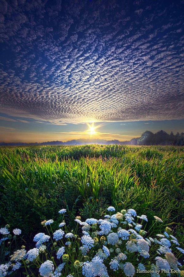 phil koch