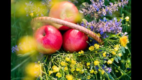 яблоки красивые