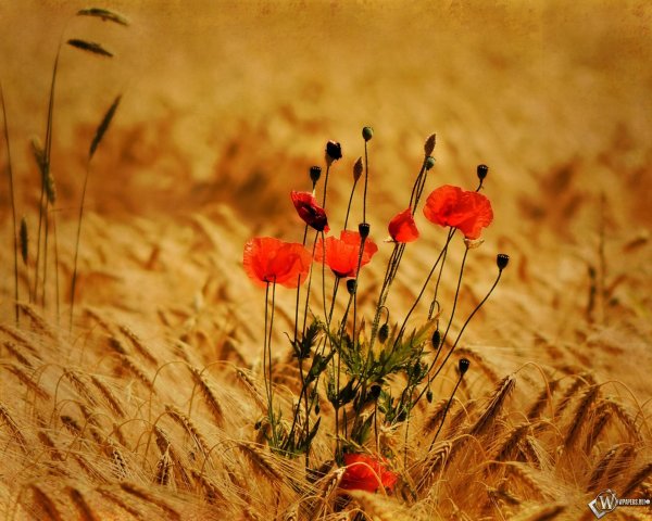 полей цветок