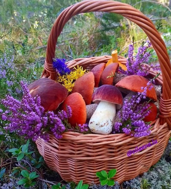 корзинка с грибами