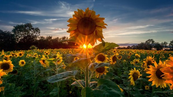 штат канзас подсолнухи