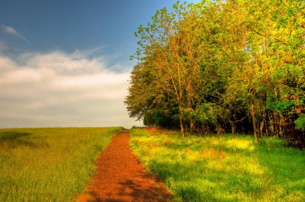 лес проселочная дорога россия