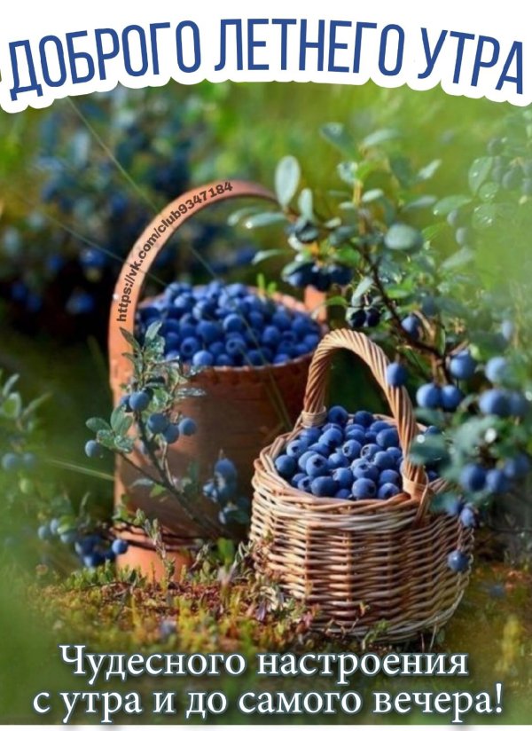 черника голубика терн