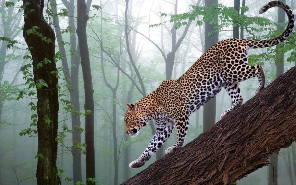 экваториальный лес ягуар