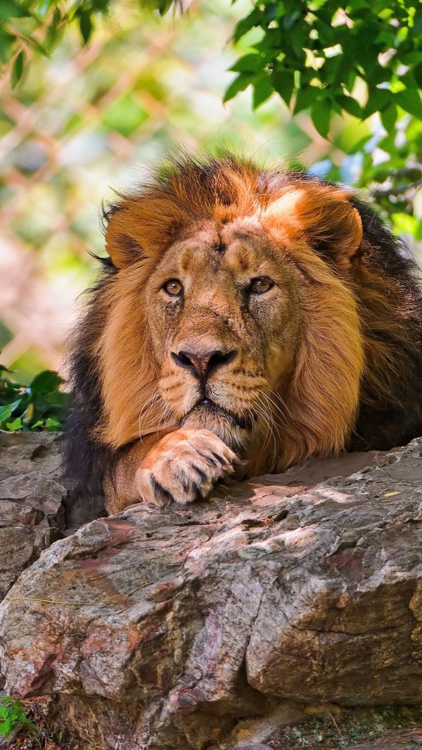 красивые львы