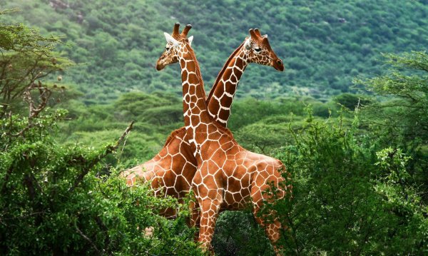 ангольский жираф giraffa camelopardalis angolensis