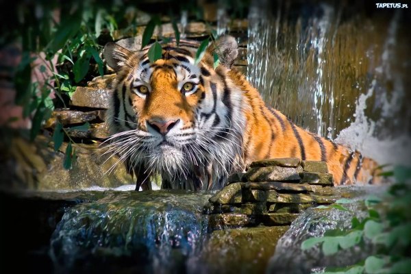 суматранский тигр