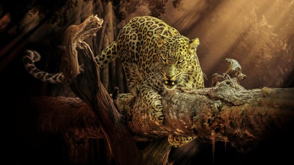 ягуар животное