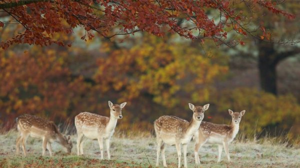 осенний пейзаж с животными