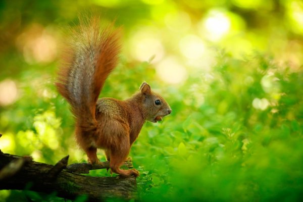 белка рыжая