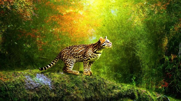 оцелот южная америка