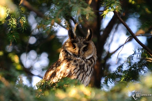 ушастая сова