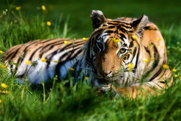 сихотэ алинь тигры