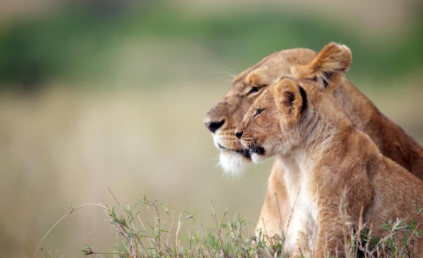 лев львица и львенок