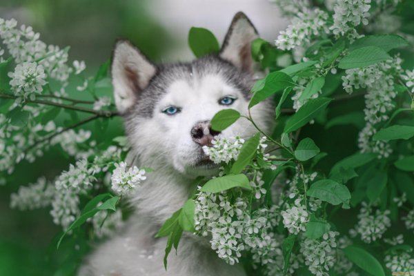 сибирская хаски щенок