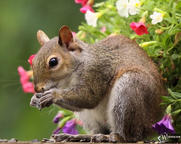 белка животное