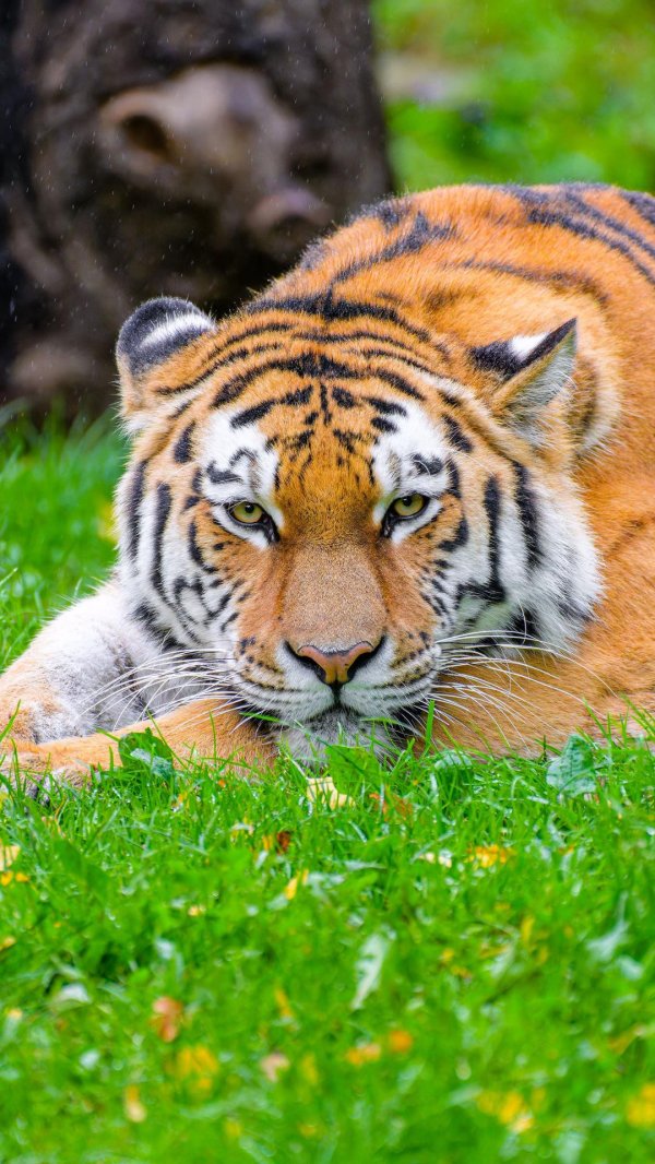 амурские тигры