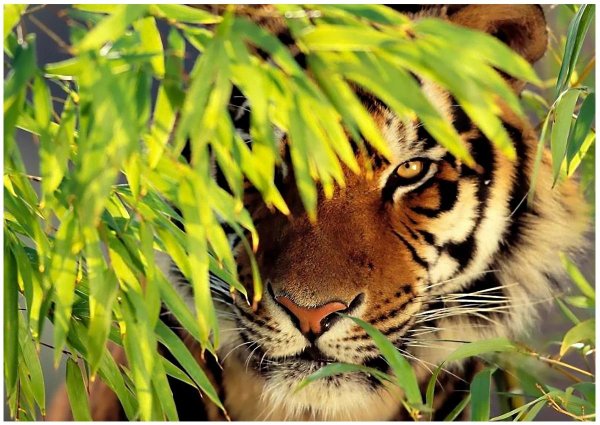 йулбарс расми