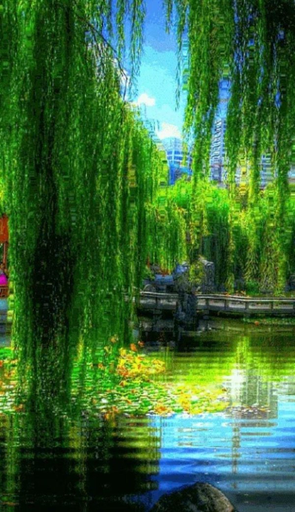 ива плакучая