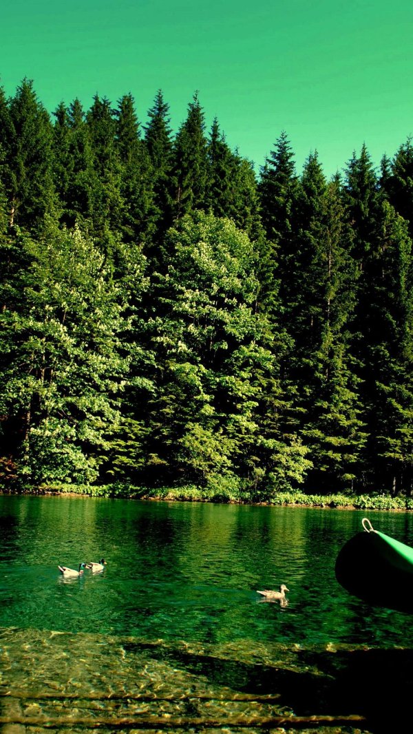 лес с озером