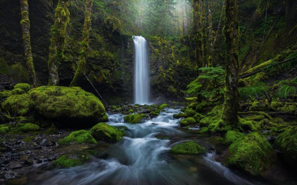 лес с водопадом