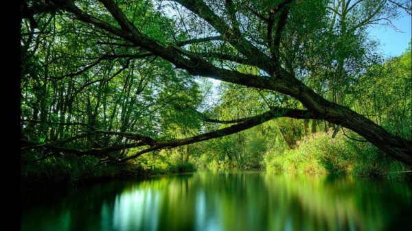 зеленая природа