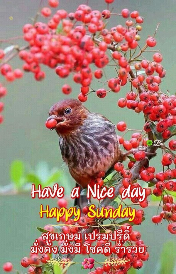 птичка рябиновка