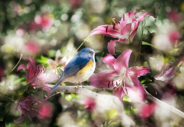 красивые птички