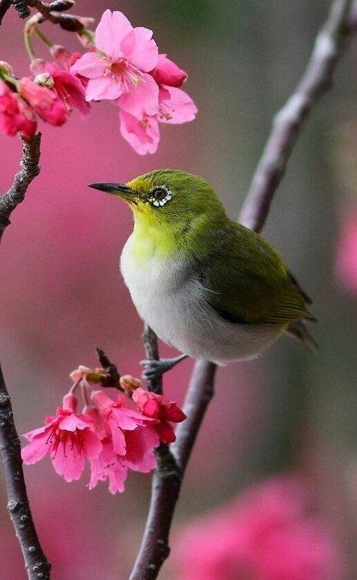 мадагаскарская белоглазка