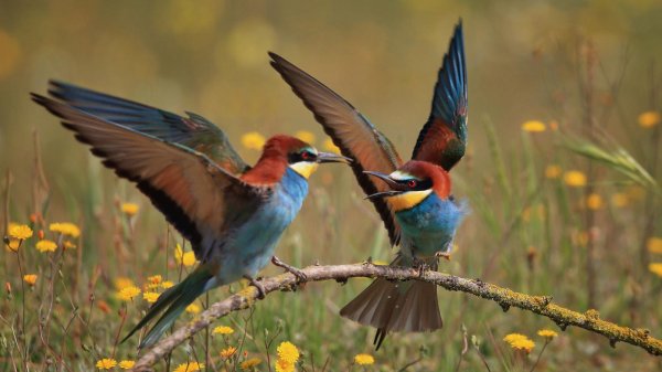 радужная щурка