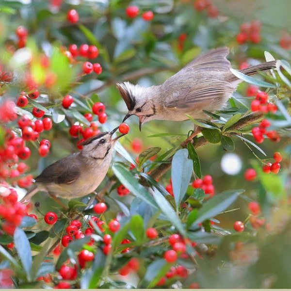 птицы в саду