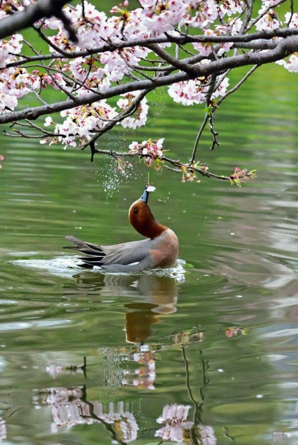 свиязь селезень