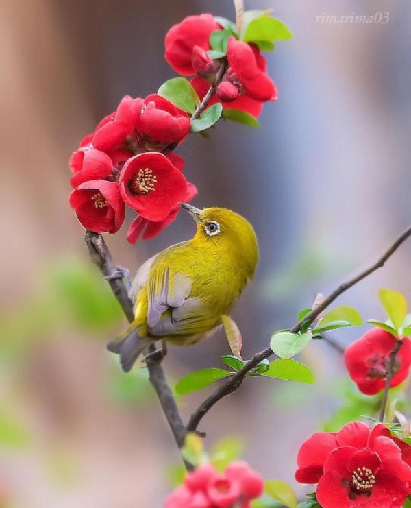 японская белоглазка