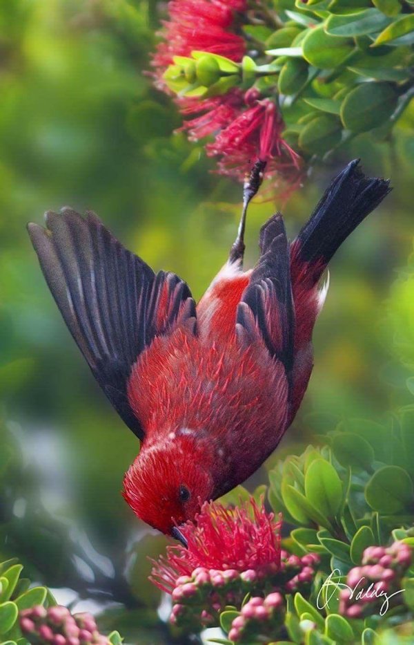 хохлатая гавайская цветочница