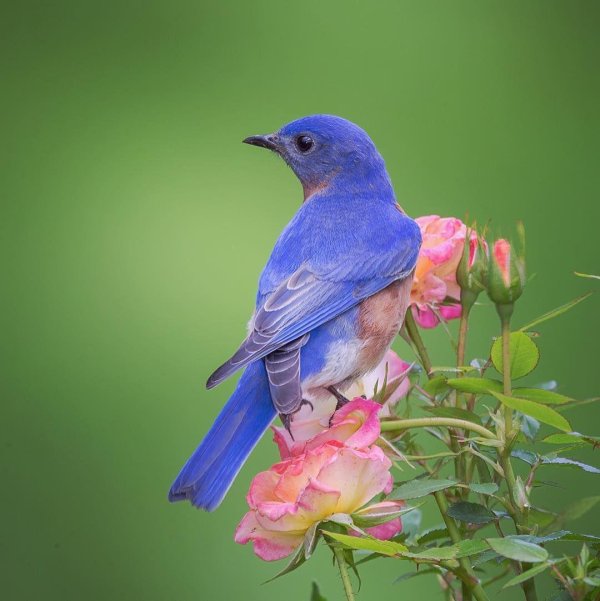 птичка голубая сиалия