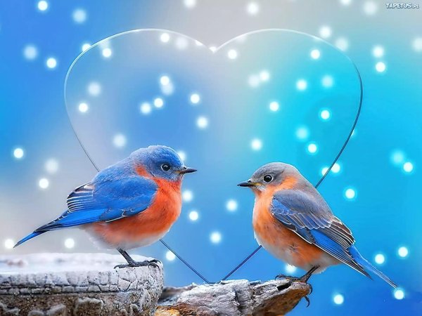 голубая сиалия голубой зяблик