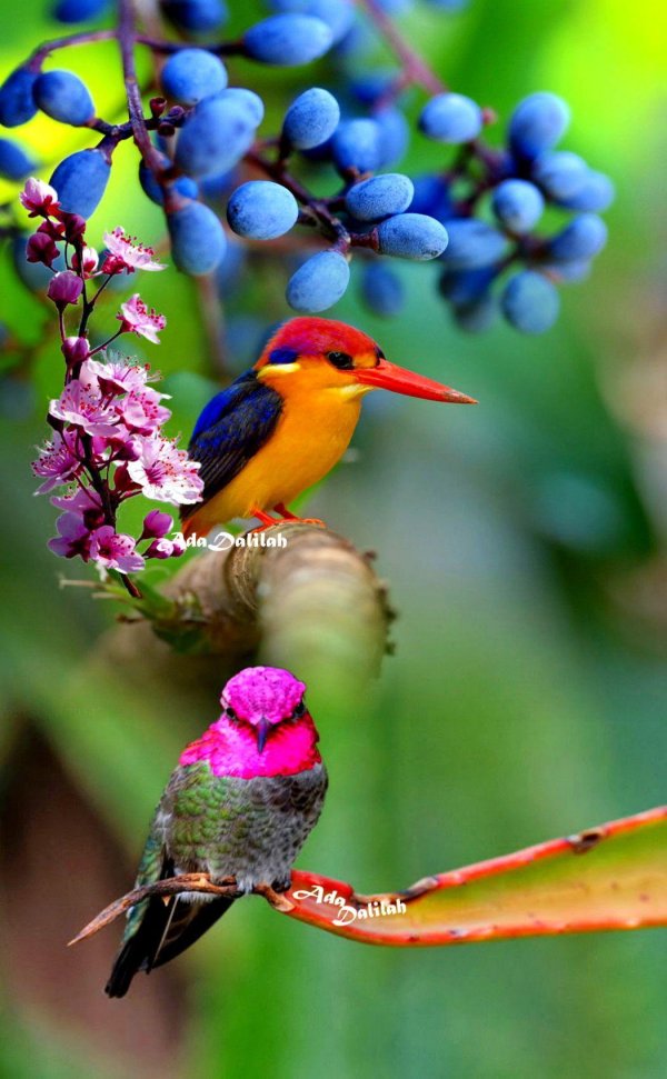 калипта анны calypte anna