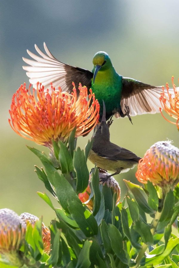 африкан фловер