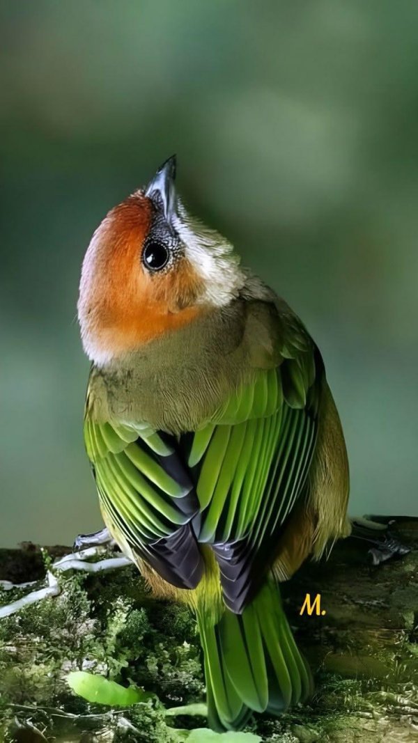 красноголовый попугайчик rufousheaded parrotbill