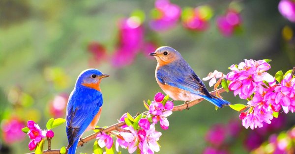 весенние птички